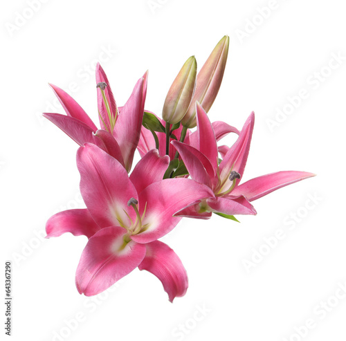 Fototapeta Naklejka Na Ścianę i Meble -  Beautiful pink lily flowers isolated on white