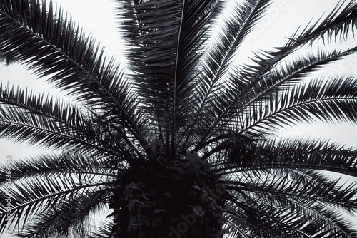 Beautiful tropical leaves of palm tree. Black and white effect