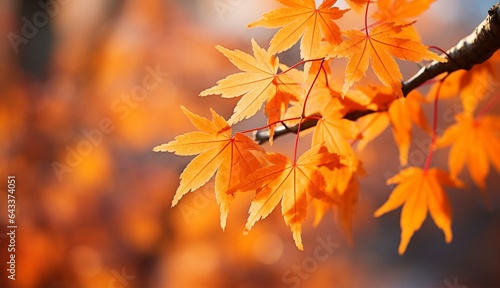 Beautiful maple leaves with soft focus light and bokeh background for autumn season. Falling leaves natural background