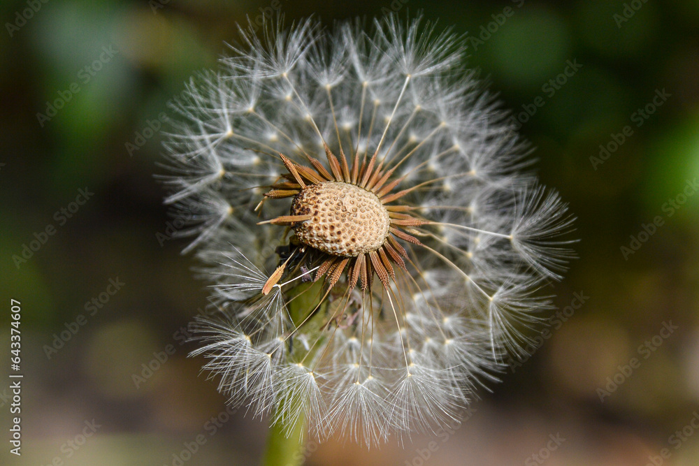 Fototapeta premium Diente de leon