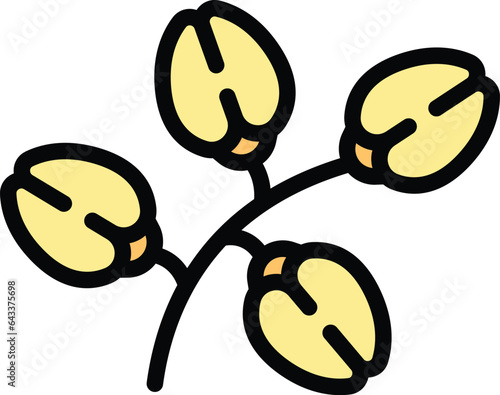 Buckwheat plant icon outline vector. Flower cereal. Nature organic color flat