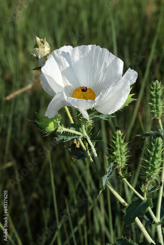 Thistle poppy (Argemone polyanthemos), also known as prickly poppy, blooming in dry grassland soil in Colorado.  photo