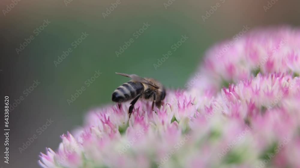 Bee on a flowering plant in the garden Bee on a flowering plant in the garden