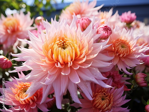 morning summer flowers colorful garden flowers on sunrise with dew water drops