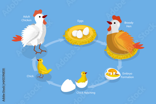 3D Isometric Flat Vector Conceptual Illustration of Chicken Life Cycle, Fertilized Eggs Development