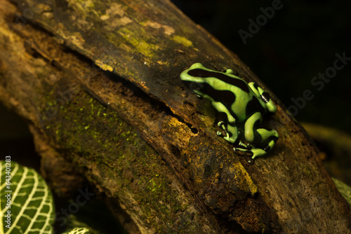 Green-and-black poison dart frog, green-and-black poison arrow frog (Dendrobates auratus).