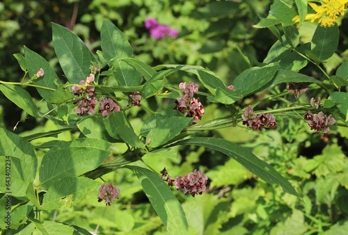 Reddish-pink flowers of the American Groundnut (Apios americana) vine.  The fruits and tubers of this plant can be consumed.  photo