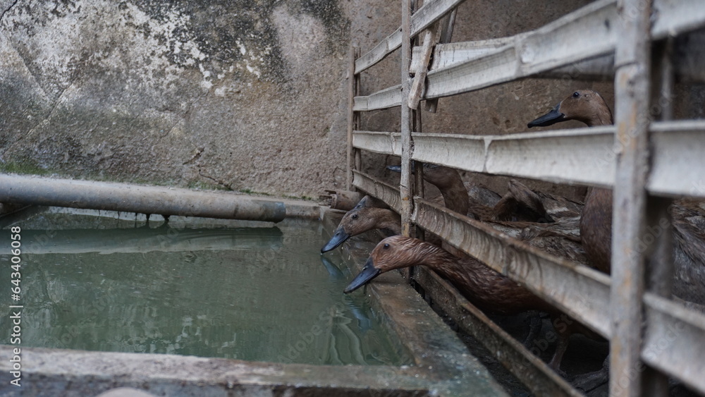 Ducks drinking water in cage of a laying duck farm Ducks drinking water in cage of a laying duck farm