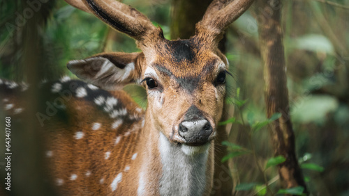 Male spotted deer from Bandipur National Park Karnataka, India photo