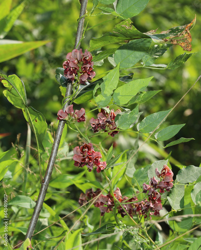 Fotografija Vines and flowers of an American Groundnut (Apios americana) growing up a young oak sapling