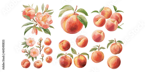 watercolor peach clipart for graphic resources