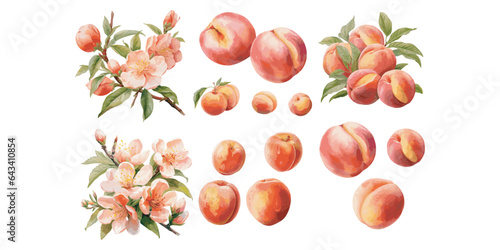 watercolor peach clipart for graphic resources