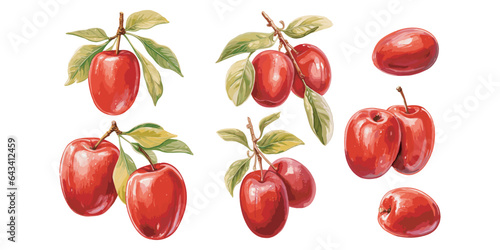 Papier peint watercolor jujube fruit clipart for graphic resources