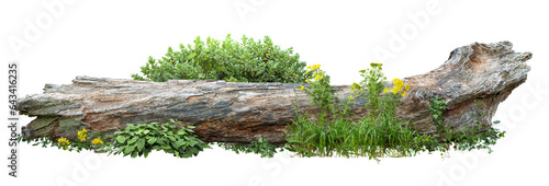 Dead tree fallen and lying on the ground. Cutout tree trunk surrounded by flowers. Garden design isolated on transparent background. Flowering shrub and green plants for landscaping. Flowerbed. #643416235