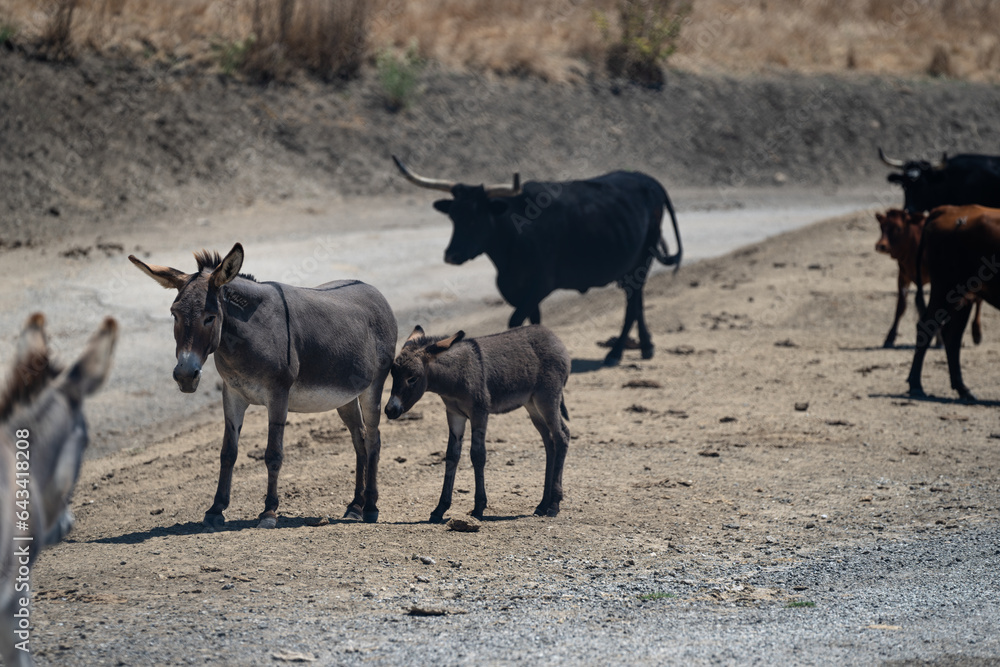 Fototapeta premium Donkey and Bull