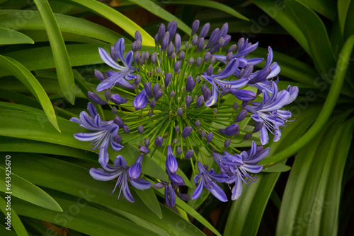 Common agapanthus, blue lily, African lily,  lily of the Nile (Agapanthus praecox).
