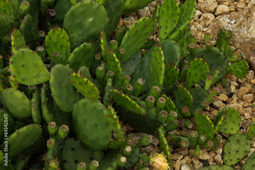 The devil's-tongue, Eastern prickly pear, Indian fig (Opuntia humifusa).