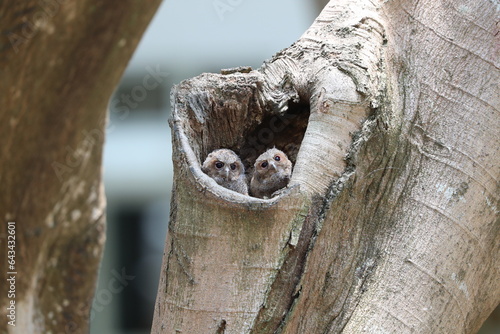 owl babies in a tree hole