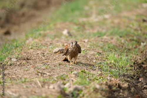 a hawk resting on the ground