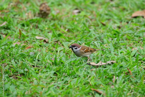 a cute sparrow standing in the grass