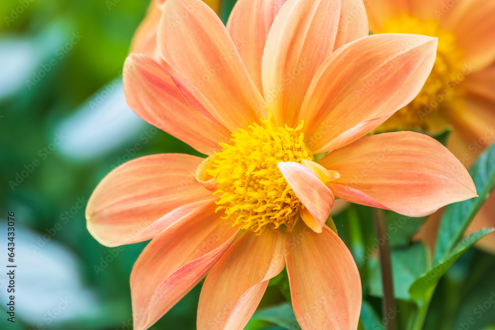 A wonderful Yellow dahlia flower is blooming in the garden. A wonderful Yellow dahlia flower is blooming in the garden.