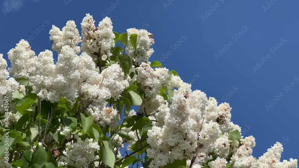 White lilac (Syringa vulgaris) flowers against blue sky in Ystad, Scania, Sweden, Scandinavia, Europe White lilac (Syringa vulgaris) flowers against blue sky in Ystad, Scania, Sweden, Scandinavia, Europe