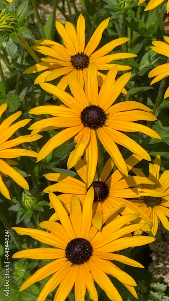 Yellow coneflower (Rudbeckia fulgida) in Ystad, Scania, Sweden, Scandinavia, Europe Yellow coneflower (Rudbeckia fulgida) in Ystad, Scania, Sweden, Scandinavia, Europe