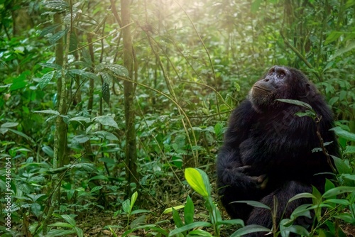 A chimpanzee (Pan troglodytes) sitting on the ground amid the dense forest of Kibale National Park in Uganda, looking up at offscreen chimps in the upper trees, with catchlight in his eyes.