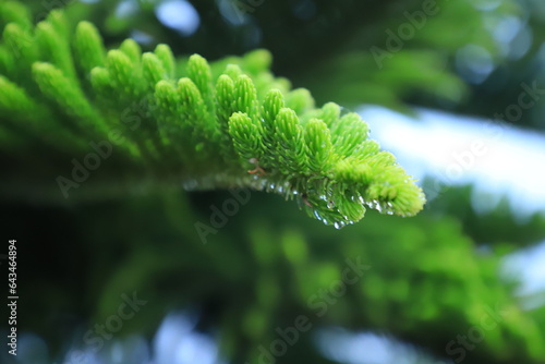 tree, plant , close up , leaves, fern