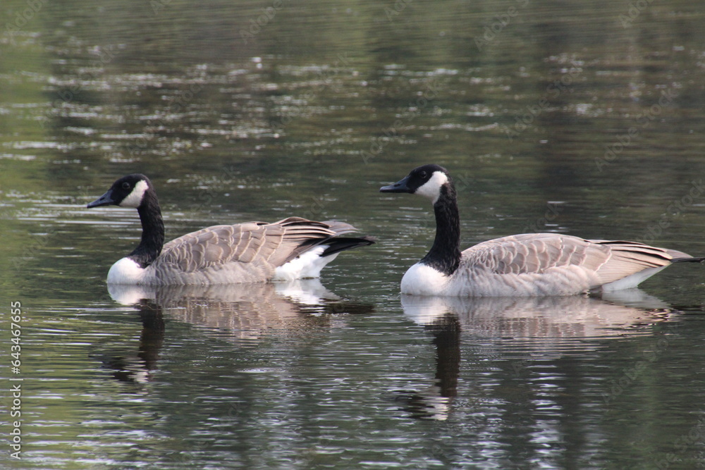geese on the lake, Gold Bar Park, Edmonton, Alberta