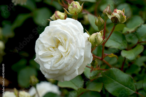 Εκτύπωση καμβά Rosa 'Snow Kiss' (Korsnokinu)