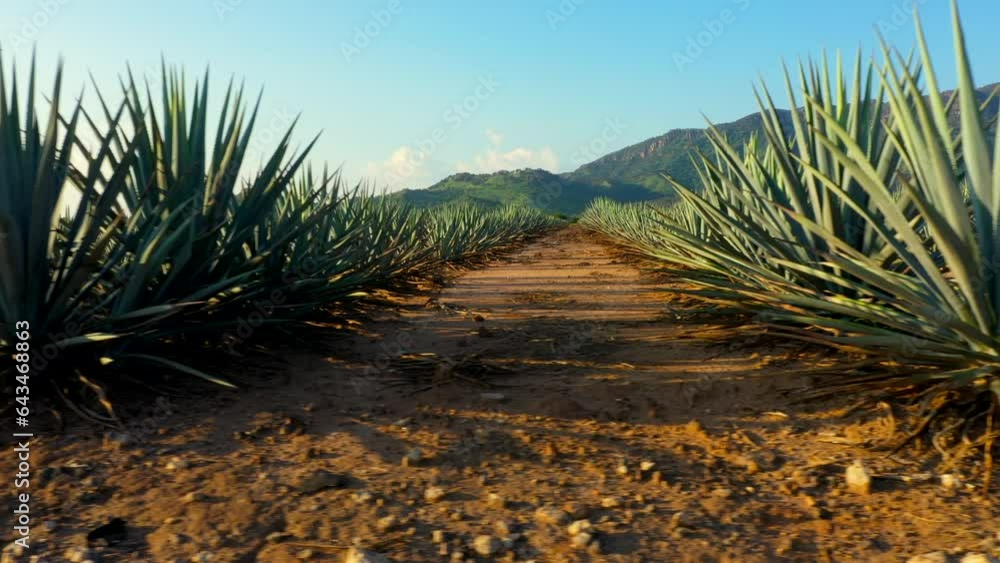 Campos de agave azul fabricación de tequila tierra fértil para sembrar maguey licor mezcal Paisaje de tierras y montañas de siembra de origen mexicano en jalisco bebida alcohólica Campos de agave azul fabricación de tequila tierra fértil para sembrar maguey licor mezcal Paisaje de tierras y montañas de siembra de origen mexicano en jalisco bebida alcohólica