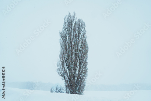 Tree of Ken and Marry with Snow in winter season at Biei Patchwork Road. landmark and popular for attractions in Hokkaido, Japan. Travel and Vacation concept photo