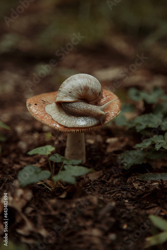 The snail crawls on the mushroom hat, the flying natural background. Wallpaper, wildlife, soft focus, toning.