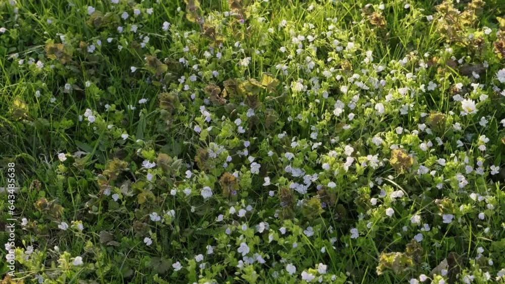 Small white spring flowers in grass lawn during sunny evening. Paning shot - to the left. Small white spring flowers in grass lawn during sunny evening. Paning shot - to the left.