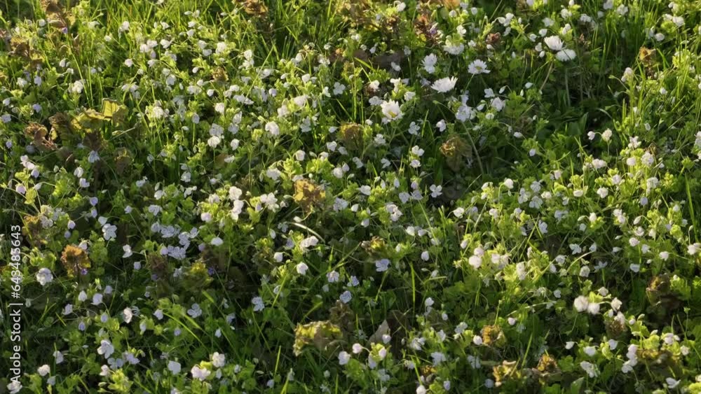 Small white spring flowers in grass lawn during sunny evening. Rotating shot - to the right. Small white spring flowers in grass lawn during sunny evening. Rotating shot - to the right.