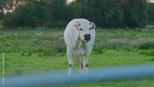 Watching cow in pasture ruminating and looking at camera. Handheld photo