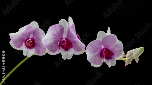 pink orchid isolated on black