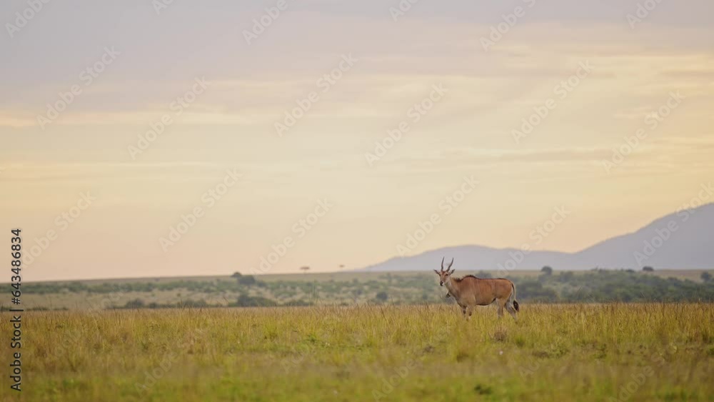 Slow Motion Shot of Topi running across the beautiful lush african landscape, mountains in the background on the empty savannah savanna, African Wildlife in Masai Mara Slow Motion Shot of Topi running across the beautiful lush african landscape, mountains in the background on the empty savannah savanna, African Wildlife in Masai Mara