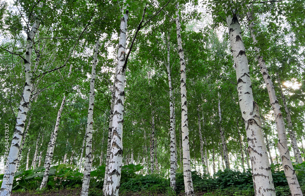 Fototapeta premium Background of white birch tree trunks. Panoramic frame. Young birch with black and white birch bark in summer in birch grove against background of other birches.