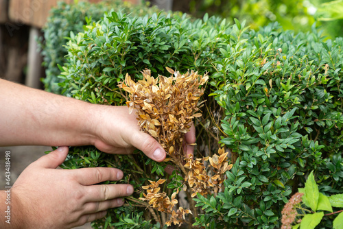 Hands of a gardener, who is removing dry yellow branches of boxwood bushes. The twigs and leaves of boxwood turn yellow because of the pest. photo