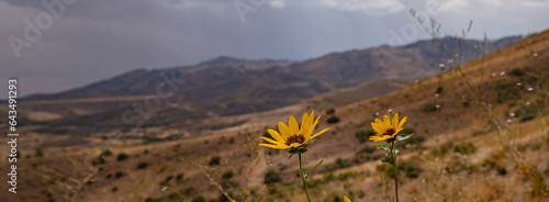 Panorama of wildflowers blooming in the mountains near reno nevada 