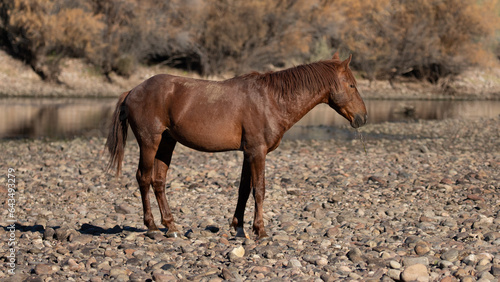 Chestnut red bay wild horse stallion on the rocky banks of the Salt River near Mesa Arizona United States photo