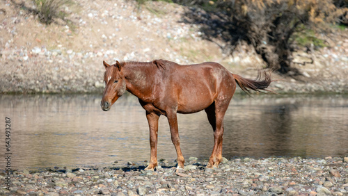Red chestnut bay wild horse stallion on the rocky banks of the Salt River near Mesa Arizona United States