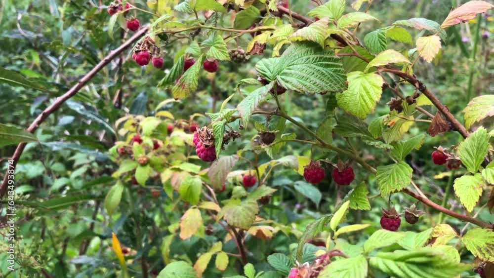 forest raspberry harvest, summer red ripe raspberries on branches forest raspberry harvest, summer red ripe raspberries on branches