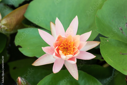 A water lily with light pink petals found in a pond. Nymphaea    Rose Arey   