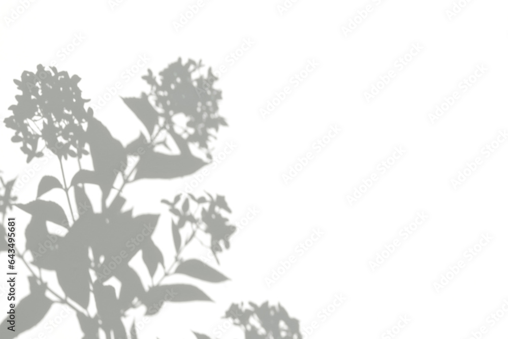 Fototapeta premium Abstract gray silhouette of tree branch. White wall background. Transparent blur shade of tropical leaves sunlight. Closeup of plant shadow motion by wind. Natural light bokeh. Trend Overlay effect 4K