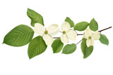 Beautiful green dogwood leaves isolated on transparent background - high quality PNG for design and decoration