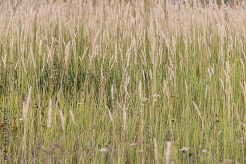 Background with wild field grass. Abstract background.