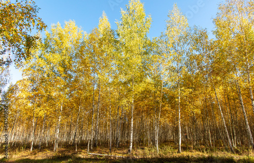 Young birch forest in autumn. Nature